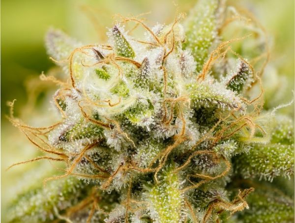 Noticias Cannábicas