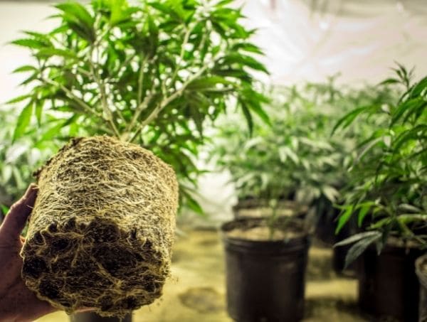erreurs frequentes dans la culture du cannabis
