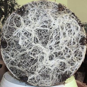 racines cannabis male