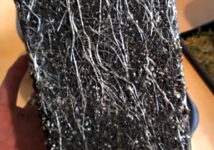 la transplantation obligatoire de juillet