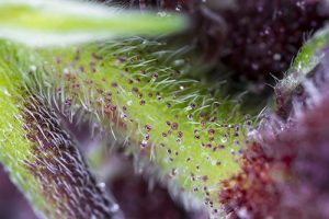conoce todas las variedades ricas en cbd de sweet seeds®