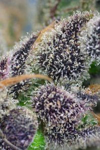 Marihuana medicinal