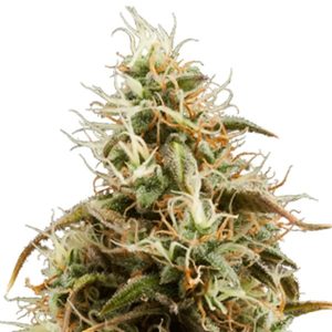 royal jack auto