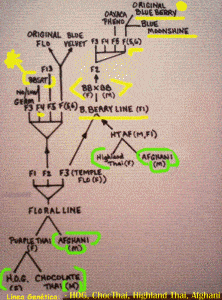 Blueberry Origins - Blueberry chart Blueberry Origins