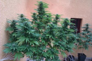 Tipps für mehr Cannabis Produktion