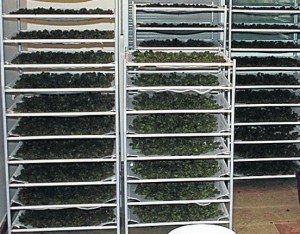The Importance of Drying Cannabis