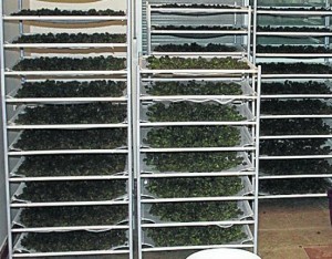 Cannabis trocknens