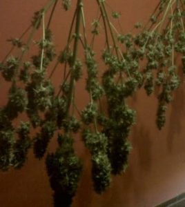 Secar marihuana con caja de hierro foto hierba colgando Secar marihuana en caja de hierro