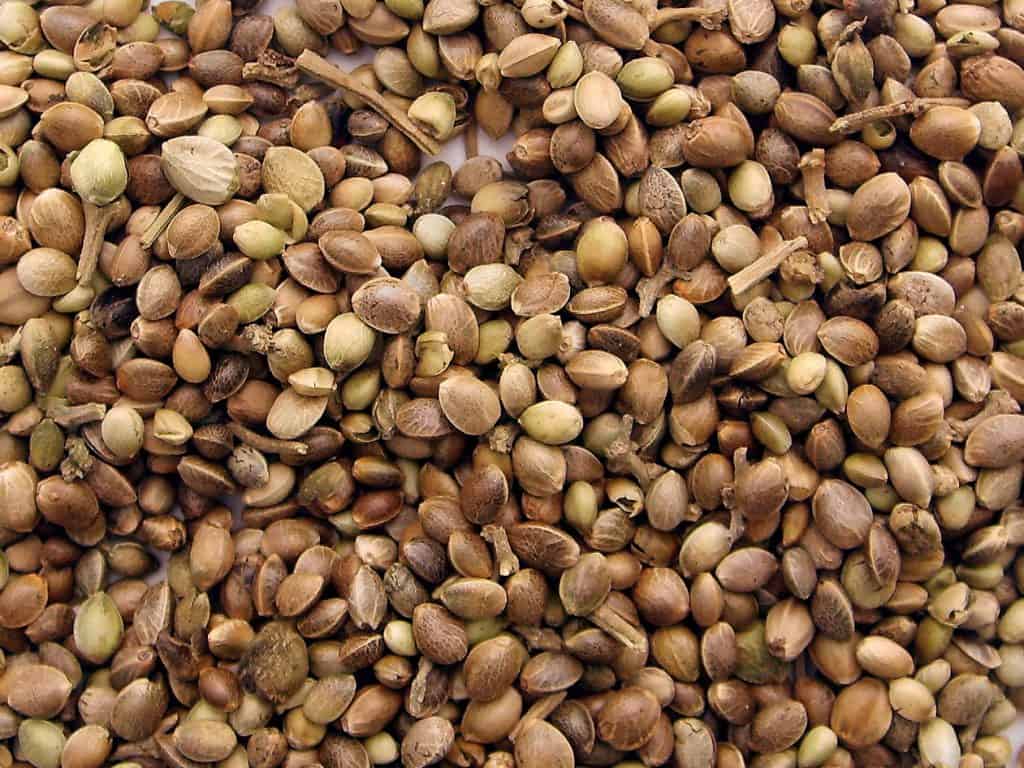 How do Cannabis Seeds Work How do Cannabis Seeds Work