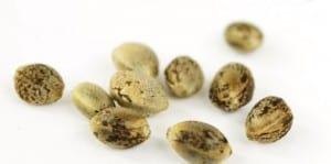 How do Cannabis Seeds Work