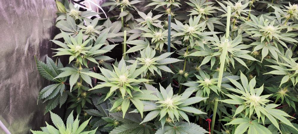 Seguimiento autoflorecientes indoor