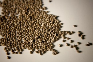 Cómo conservar semillas de marihuana