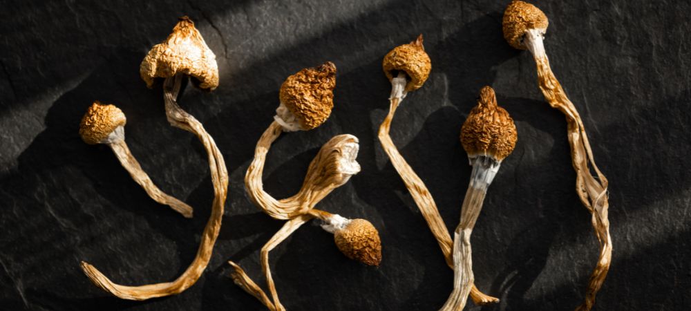 Setas alucinógenas y chocolate