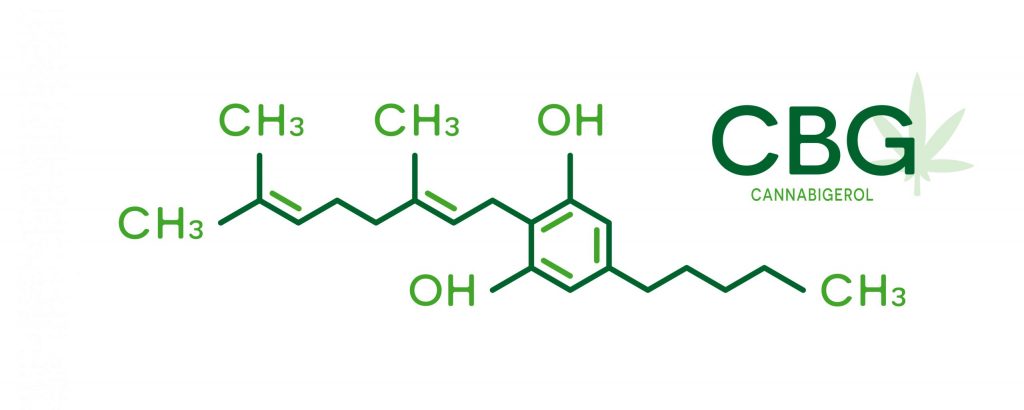 Qu’est-ce que le cannabigérol (CBG) : origine, caractéristiques et effets O que é o canabigerol (CBG)?