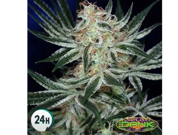 banques de graines régulières SubCool the Dank