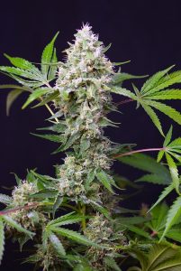novedades xl auto de sweet seeds® 2020