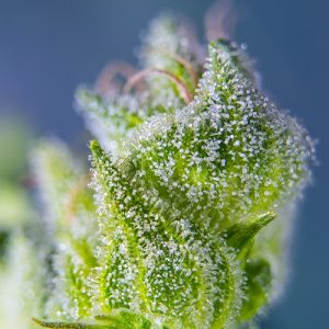 Noticias Cannábicas