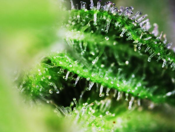 Sweet Cheese F1 Fast Version