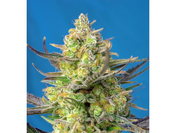 Sweet Cheese XL Auto