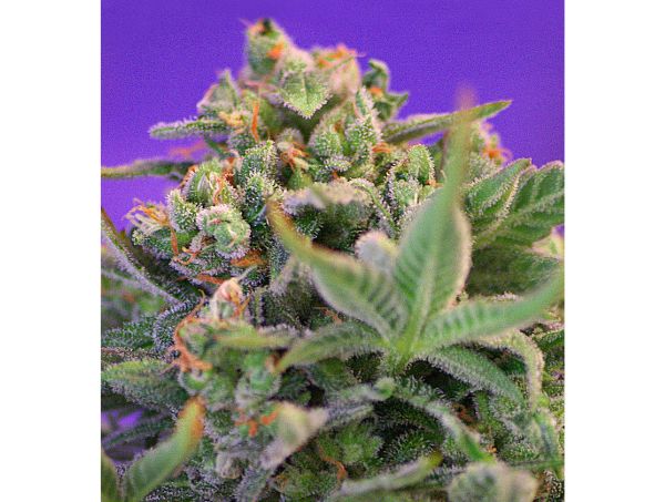 Noticias Cannábicas