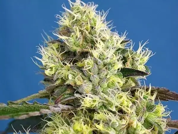 sweet gelato auto sweet seeds