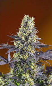 desarrollo de sweet zkittlez® (sws84)