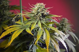 conoce todas las variedades ricas en cbd de sweet seeds®