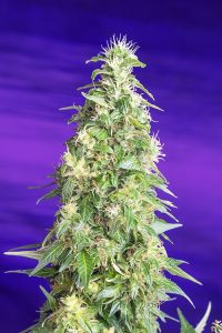 conoce todas las variedades ricas en cbd de sweet seeds®