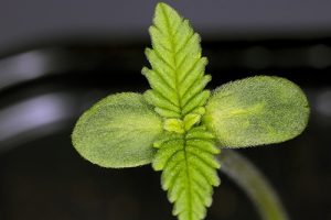conoce todas las variedades ricas en cbd de sweet seeds®