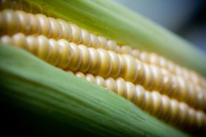 Planting autoflowering strains in corn