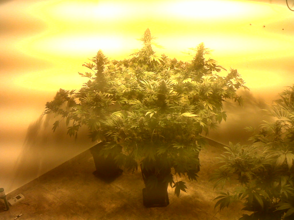 taglio e essiccazione marijuana 