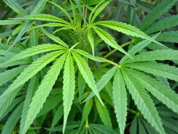 technique schwazzing