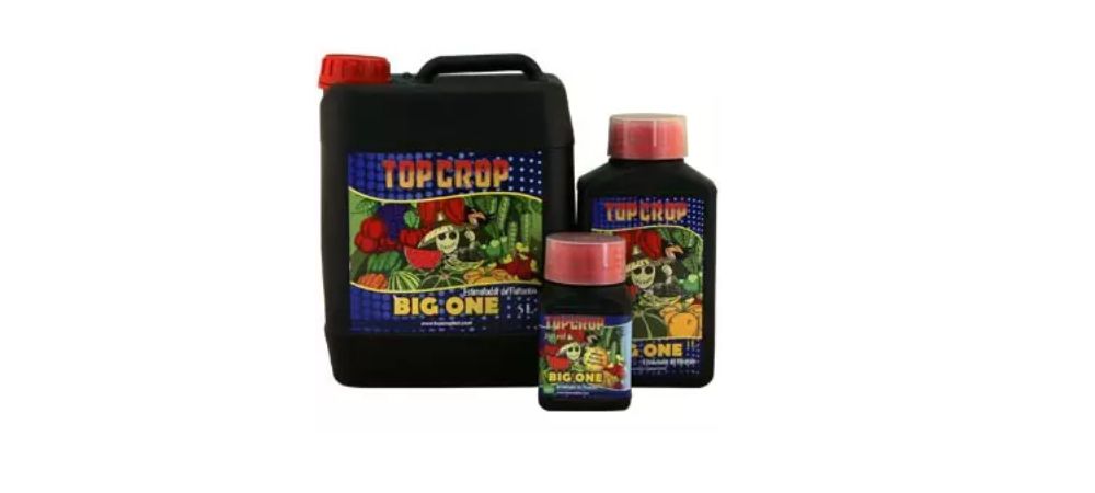 Top Crop de Big One