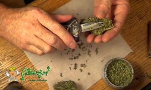 Trabajar como trimmer