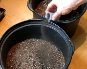 la transplantation obligatoire de juillet