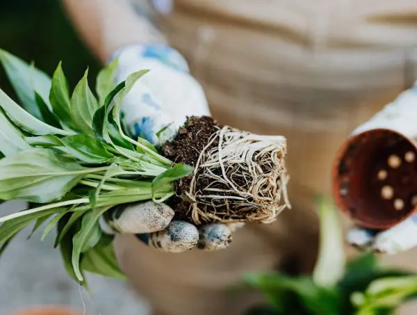 transplanter une plante 