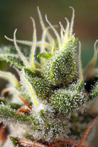 familia gorilla girl® de sweet seeds®