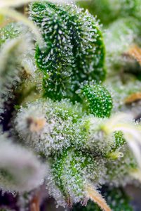 gorilla family de sweet seeds®