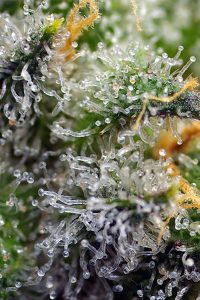 familia gorilla girl® de sweet seeds®