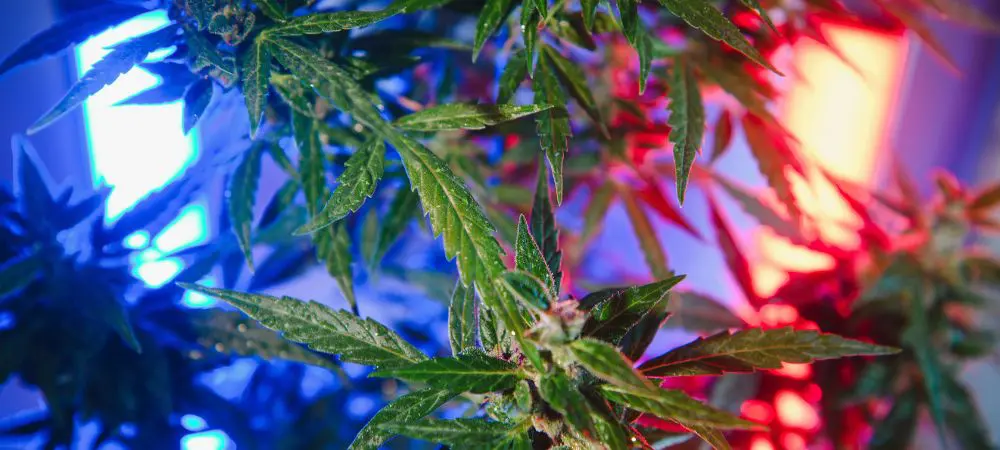 Planta de cannabis iluminada por luces LED rojas y azules en un cultivo interior, mostrando hojas verdes bajo espectros de crecimiento