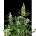 13 varietes exquises de cannabis