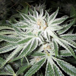 White Widow terpineol