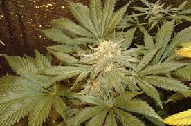 white widow 