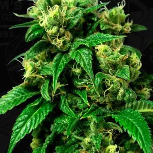 Wreckage Strain Cannabis wreckage