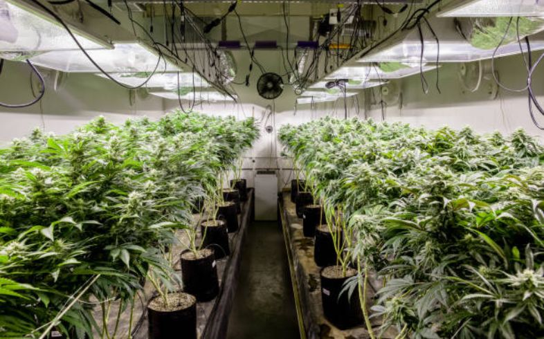 Coltivazione interna della marijuana 