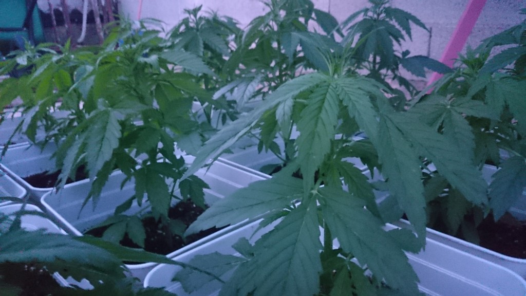 Fase di crescita fertilizzanti pianta di marijuana