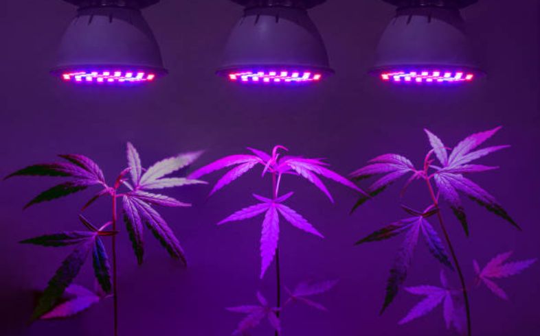Come scegliere le lampade per la coltivazione indoor 