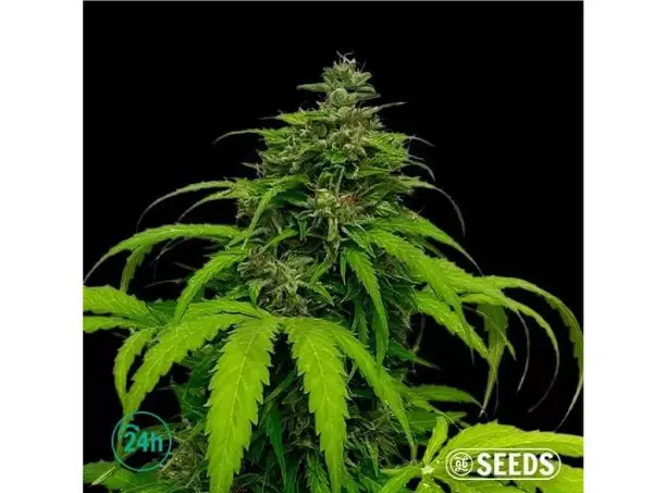 Auto White CBG de GB Strains