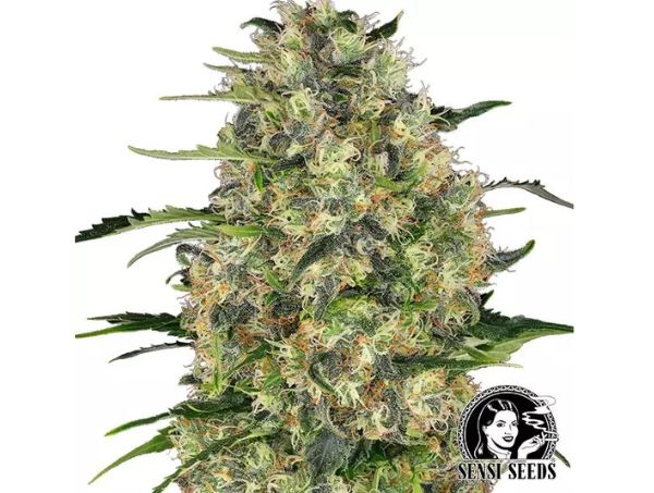 Black Domina esquejes de marihuana exterior