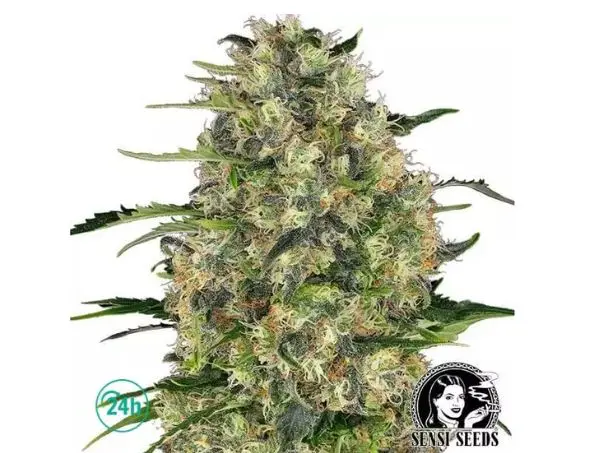 Black Domina de Sensi Seeds
